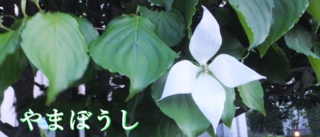 yamaboushi